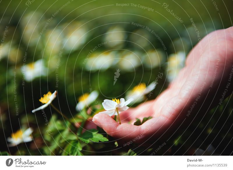 Frühling Lifestyle schön Gesundheit harmonisch Ferien & Urlaub & Reisen Sommer Sonne Mensch Leben Hand Natur Sonnenlicht Schönes Wetter Pflanze Blume elegant