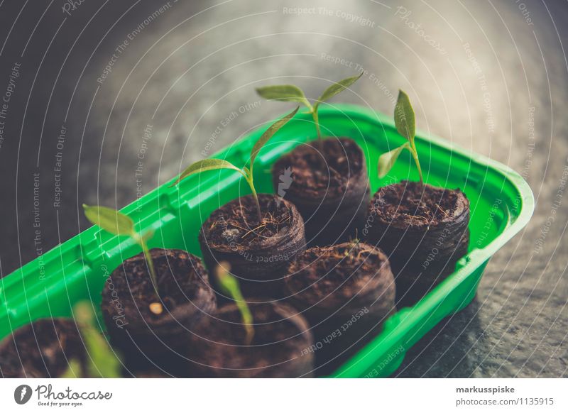 tomaten aufzucht urban gardening Gemüse Tomate Bioprodukte Vegetarische Ernährung Diät Italienische Küche selbstversorger selbstversorgung Selbstständigkeit