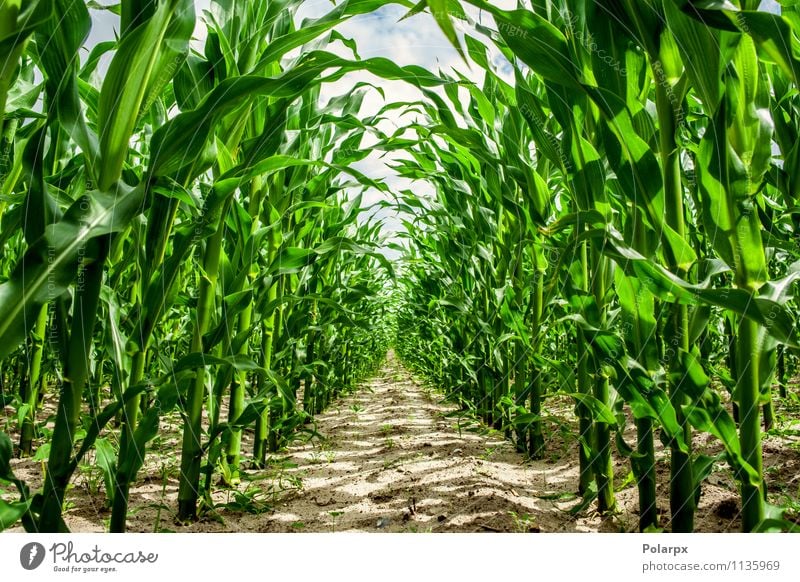 Maispflanzen auf einem Feld schön Sommer Umwelt Natur Landschaft Pflanze Himmel Wolken Horizont Wetter Baum Gras Wiese Wald Wachstum hell natürlich gelb gold