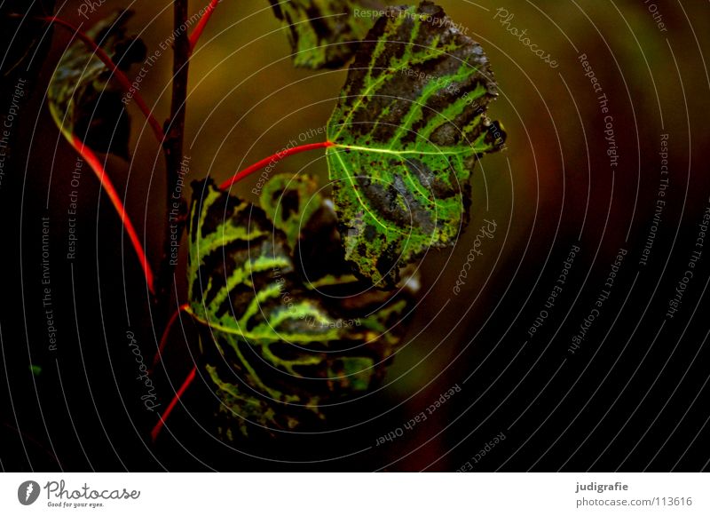 Herbst Blatt dunkel grün gelb rot Umwelt Pflanze Baum Sträucher Wiese Wachstum Farbe Natur
