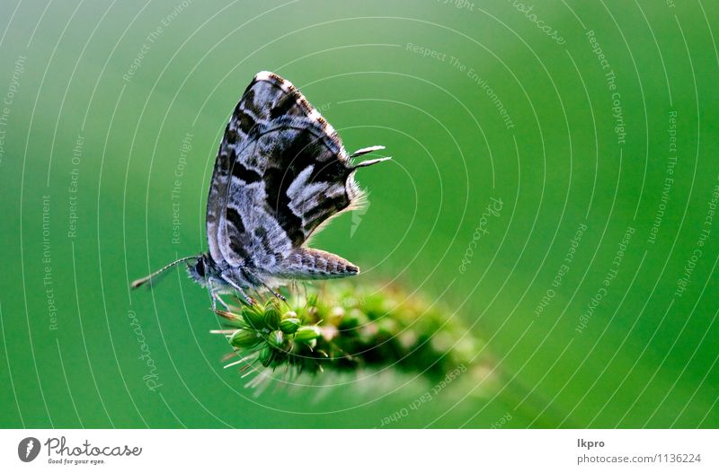 auf einem grünen Blatt im Busch. Sommer Garten Natur Pflanze Blume Weiche Fluggerät Behaarung Schmetterling Pfote Linie Tropfen Blühend wild blau braun grau