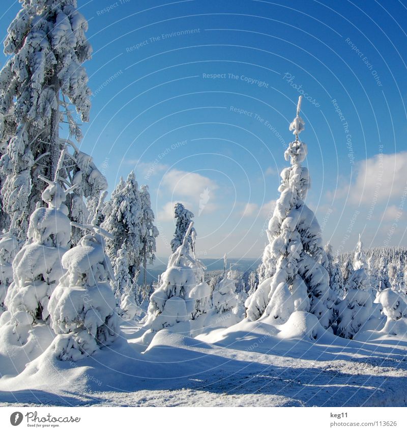 Märchenhaft IV Winter weiß Wald Mittag Baum kalt Österreich Schweiz Erzgebirge Wolken Schnee Ende Beginn Graffiti Skipass Fahrstuhl Freude Himmel Stimmung Hütte