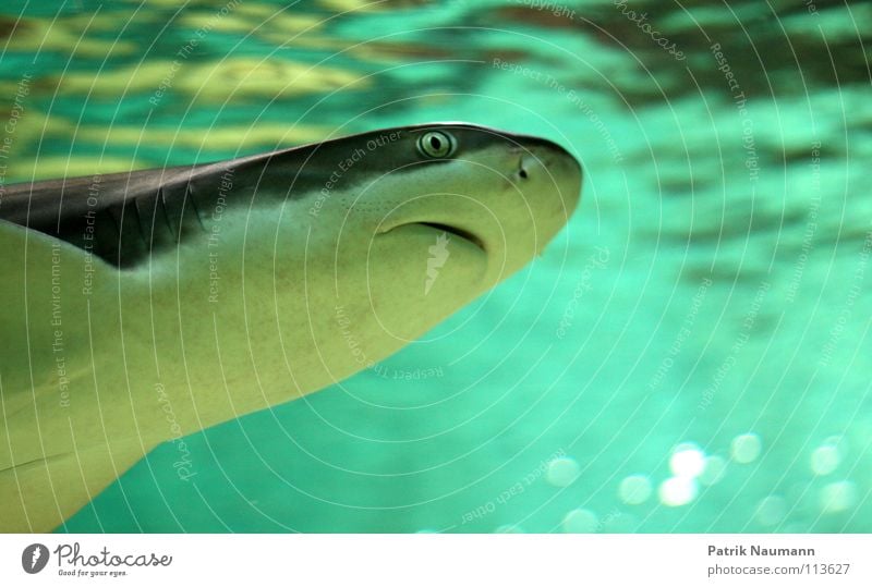 es lauert in der Tiefe Haifisch Meer See Dieb Tiefsee Lebewesen Wasser türkis Unterwasseraufnahme tauchen attackieren Surfer Angst gefährlich Jäger Fisch shark