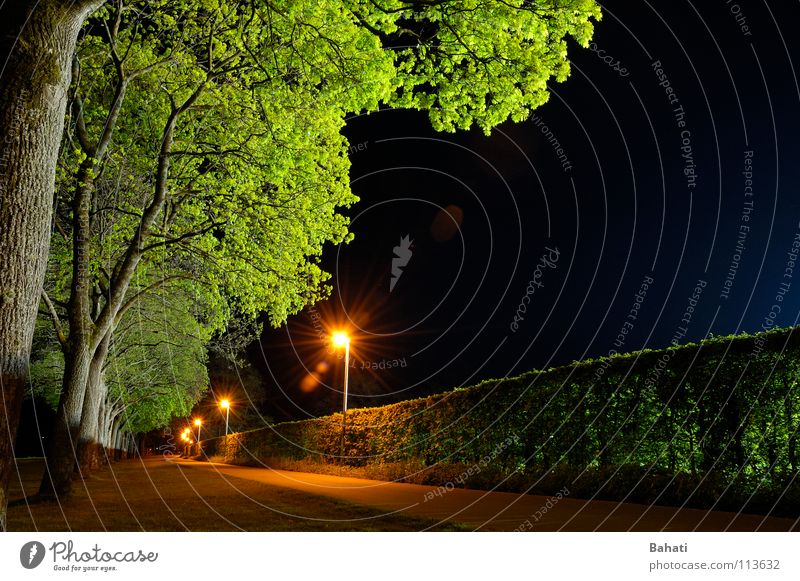 Baumleuchten Fahrradweg Nacht Lampe grün Laterne Langzeitbelichtung Licht leer blau warten