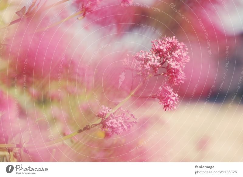 brise Umwelt Natur Pflanze Frühling Schönes Wetter Blume Garten Park Wiese Duft schön braun grün rosa rot sanft Brise Allauch Notre-Dame du Château Unschärfe