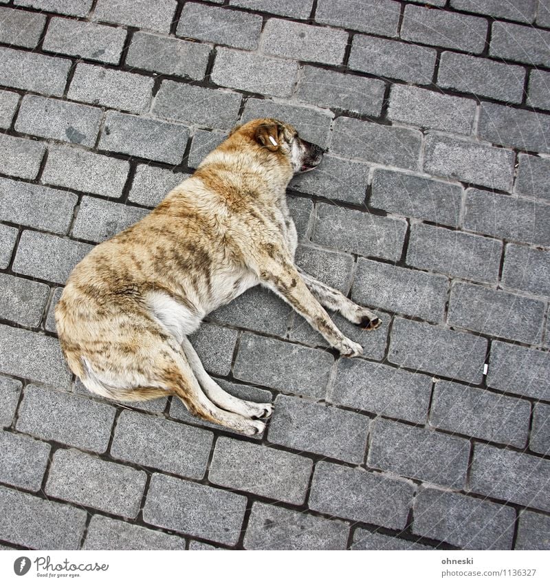 Hundeleben Tier Haustier 1 liegen Pause Wellness Farbfoto Außenaufnahme Strukturen & Formen Textfreiraum rechts Textfreiraum oben Textfreiraum unten Tag