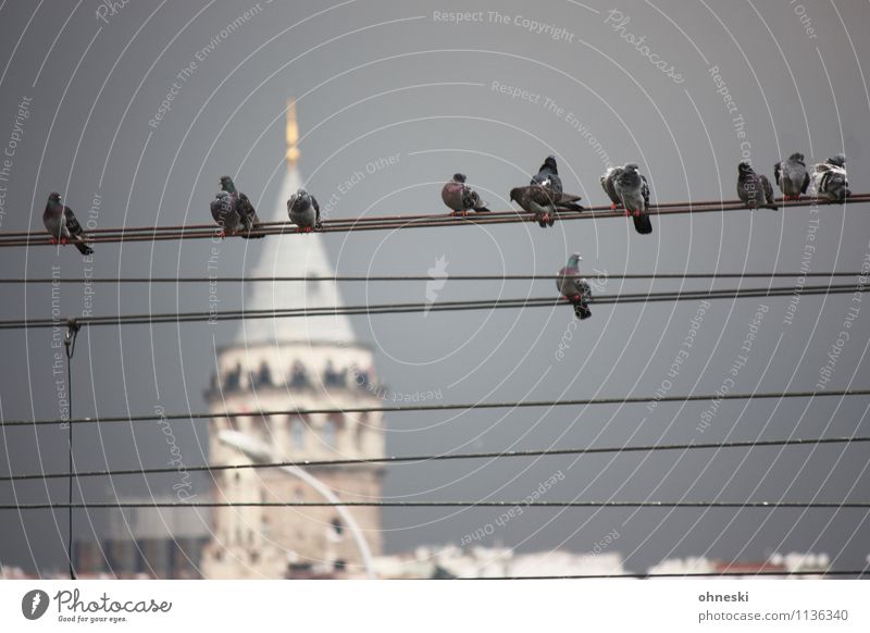 Sightseeing Kabel Drahtseil Gewitterwolken Istanbul Sehenswürdigkeit Wahrzeichen Galata-Turm Tier Vogel Taube Tiergruppe sitzen warten Farbfoto Gedeckte Farben