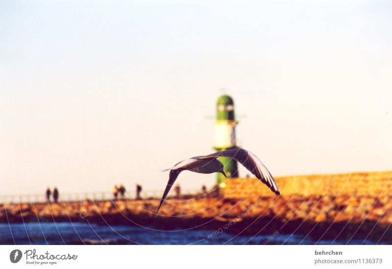 grenzenlos Himmel Frühling Sommer Herbst Wellen Küste Ostsee Meer Warnemünde Hafenstadt Leuchtturm Tier Vogel Möwe 1 fliegen außergewöhnlich schön Kraft Schutz