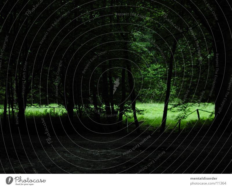 Waldspaziergang III Baum Wiese Gras grün dunkel Waldlichtung Sträucher Licht Natur Blick wenige Ast Wege & Pfade hell ins