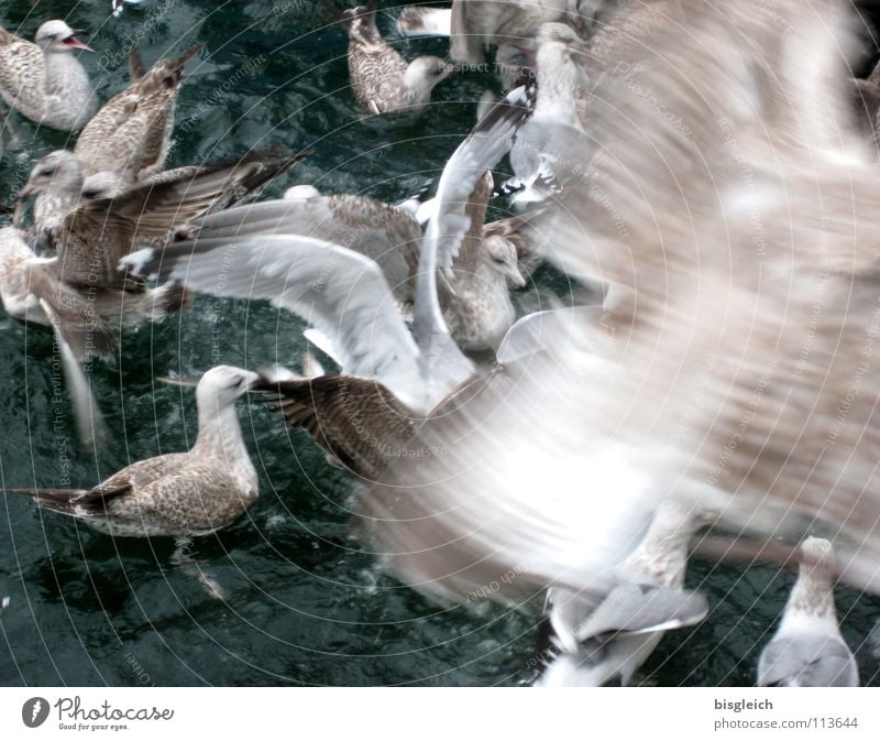 Möwen I Gedeckte Farben Außenaufnahme Menschenleer Tag Bewegungsunschärfe Vogelperspektive Tier Wasser Wildtier Flügel Tiergruppe Schwarm fliegen