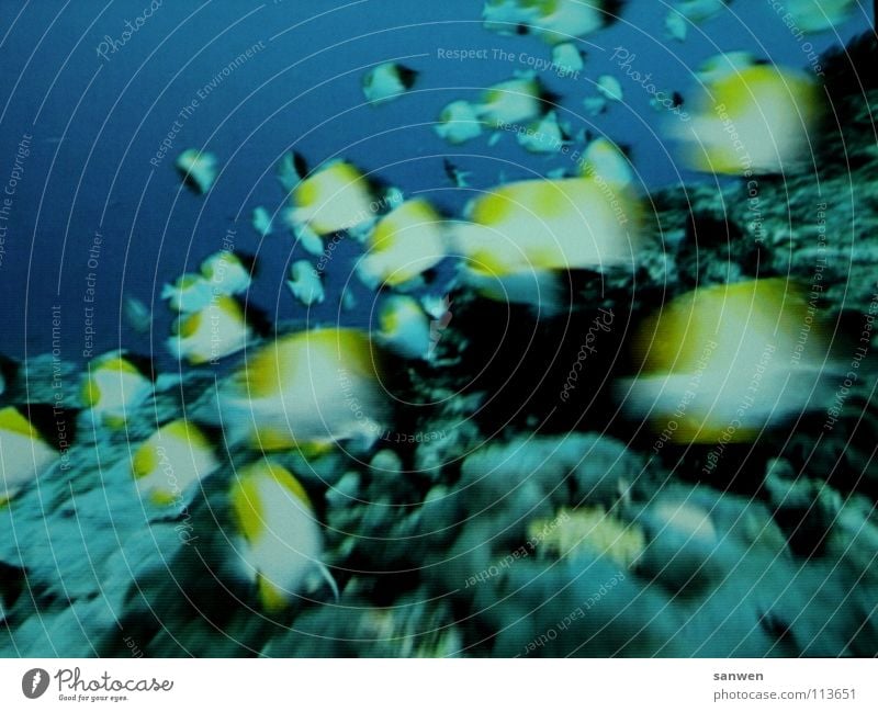 gemeinschaftliche flossenbewegung Unterwasseraufnahme Fischschwarm Zusammensein Meer Meeresboden gelb dunkel Bewegung Wasser Schwarm blau Unschärfe