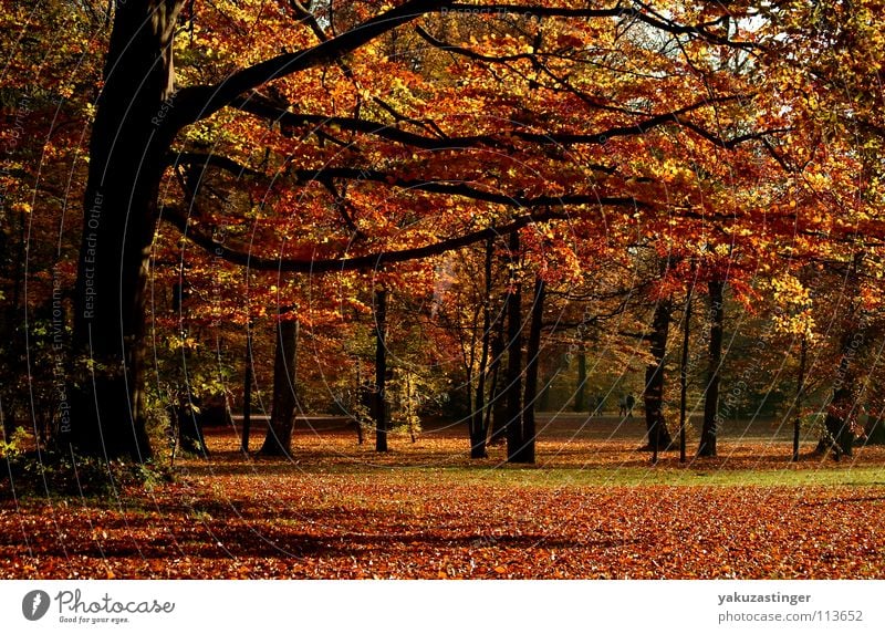 Englischer Garten Herbst Blatt Park Baum Eiche Ahorn Birke Buche Aktien