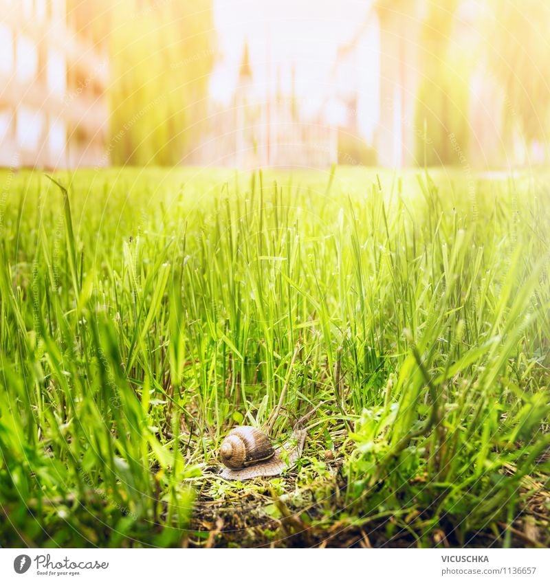 Schnecke in der Stadt unterwegs Lifestyle Leben Sommer Garten Umwelt Natur Sonnenlicht Frühling Herbst Schönes Wetter Gras 1 Tier Stimmung Lebensfreude