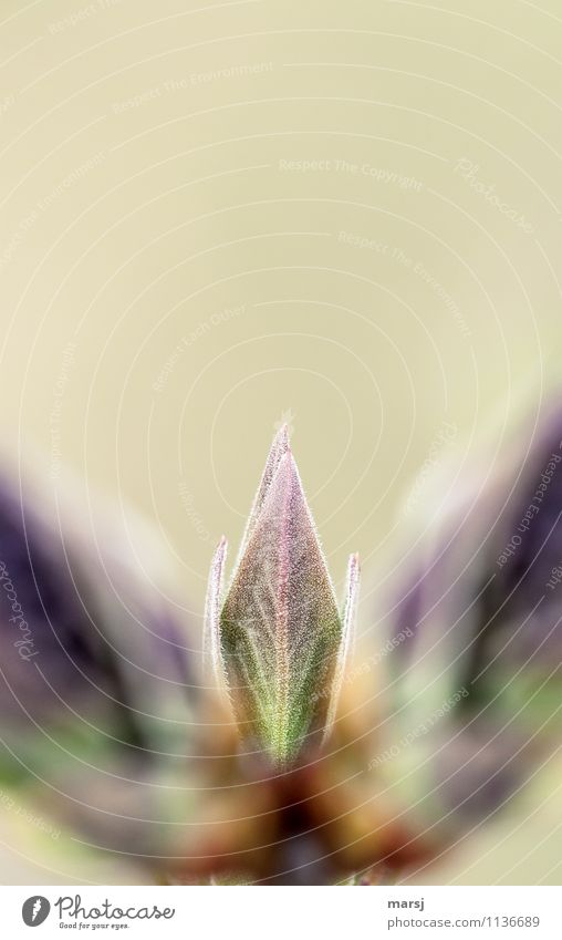 Gut versteckt Natur Frühling Pflanze Sträucher Blatt Grünpflanze Fliederblatt Blattknospe authentisch einfach Erfolg natürlich Frühlingsgefühle Hoffnung Beginn