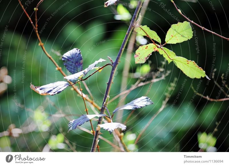 Ungeliebt. Umwelt Natur Pflanze Brombeerblätter Garten Wachstum natürlich braun grün schwarz Zweig Dorn Kraft Frühling Farbfoto Außenaufnahme Menschenleer Tag