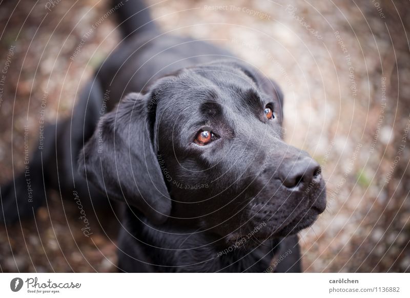 all you need Tier Haustier Hund Tiergesicht 1 sitzen träumen braun schwarz gehorsam Wachsamkeit lieblich Blick Labrador Farbfoto Nahaufnahme Textfreiraum rechts