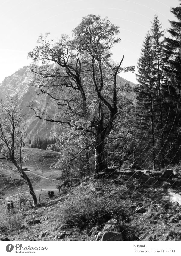 Bergahorn am Berg Natur Landschaft Pflanze Baum Wildpflanze Fichte Berge u. Gebirge Wald festhalten kämpfen Wachstum nachhaltig natürlich schwarz weiß beweglich