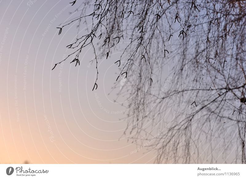 Winterabend... Natur Landschaft Baum Feld frisch blau ruhig Außenaufnahme Textfreiraum links Abend Dämmerung Sonnenaufgang Sonnenuntergang