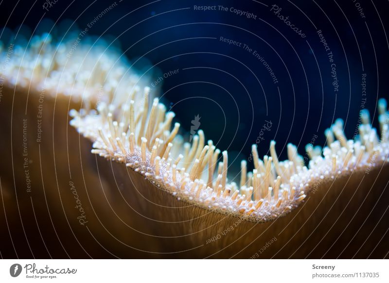 Tentakelteppich Aquaristik Aquarium Natur Tier Wasser klein Unterwasseraufnahme Korallen Farbfoto Detailaufnahme Makroaufnahme Menschenleer Kunstlicht