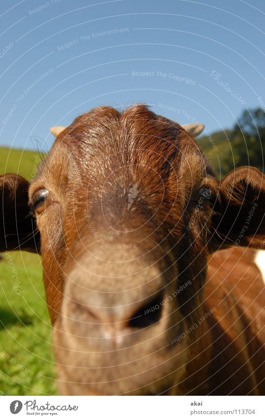 Auch nicht von rokit.... Ziegen Tier Wiese behüten Schweiz Kanton Graubünden Ziegenfell Gras Alm vertraut grün Bergwiese Zicklein Gesellschaft (Soziologie) nah