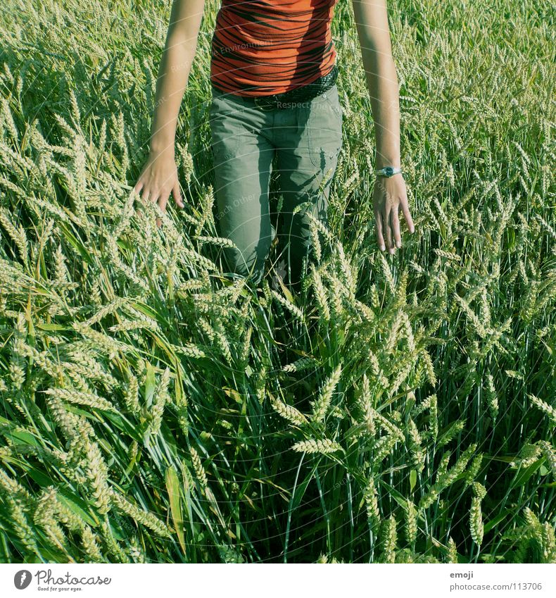 [im Grün] Feld Kornfeld Weizenfeld Frau schlechtes Wetter Frieden Fröhlichkeit Sommer Frühling Physik Zufriedenheit frei Hand Luft Mensch Konzentration stehen