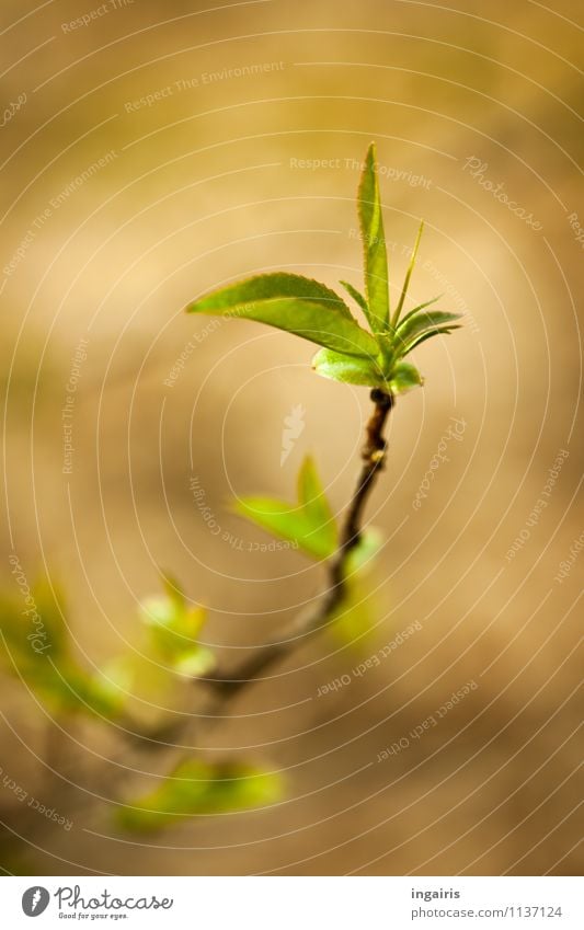 es grünt so grün.. Natur Pflanze Frühling Baum Blatt Ast leuchten Wachstum einfach klein nah natürlich braun gelb Frühlingsgefühle Zufriedenheit Stimmung