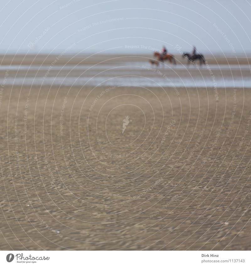 Nordseetour III Umwelt Natur Landschaft Tier Hund Pferd blau braun Wattenmeer Wattwandern Priel Schleswig-Holstein St. Peter-Ording Urlaubsort