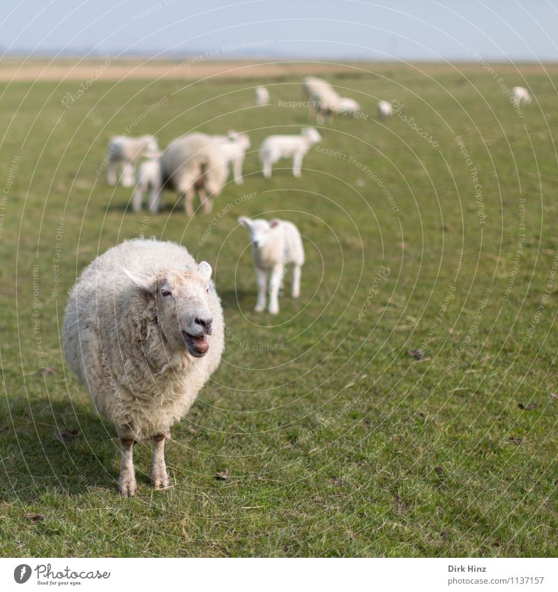 Määäähhhhh! Tier Nutztier Fell Tiergruppe Herde grün weiß Umwelt Natur Landschaft Frühling Wiese Nordsee beobachten Tourismus Erholung Tradition Umweltschutz