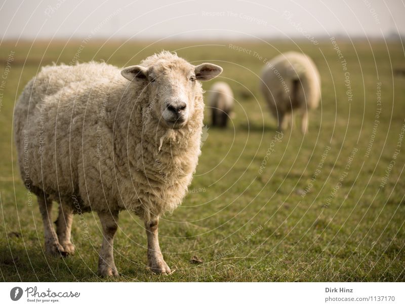 Moin! Umwelt Natur Landschaft Frühling Wiese Nordsee Tier Nutztier Tiergesicht Fell 3 Herde beobachten wild braun grün weiß Erholung Tourismus Tradition