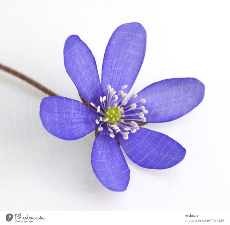 Leberbluemchen, Hepatica, nobilis, Alternativmedizin Natur Pflanze Tier Blume Blüte Wildpflanze frei blau weiß Leberblümchen Anemone hepatica blaue blueten