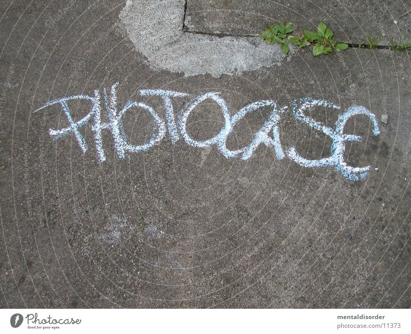 Photocase Schriftzeichen Buchstaben weiß Beton grün Pflanze grau Logo Hand lesen unten Fototechnik photocase Kreide Stein streichen Ecke schreiben name Blick