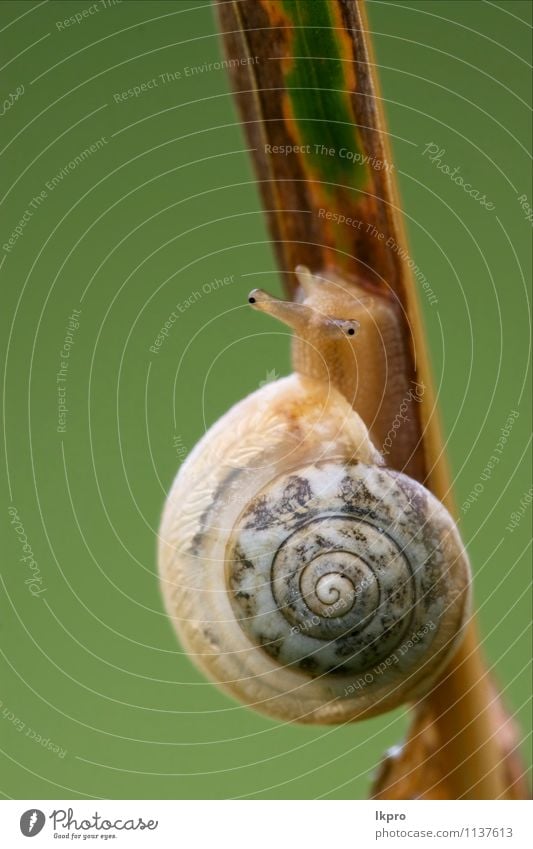 Seite und Kopf in Wildbraun Sommer Garten Natur Pflanze Blatt Weiche Fluggerät Linie Tropfen wild gelb grau grün schwarz weiß Farbe Riesenglanzschnecke