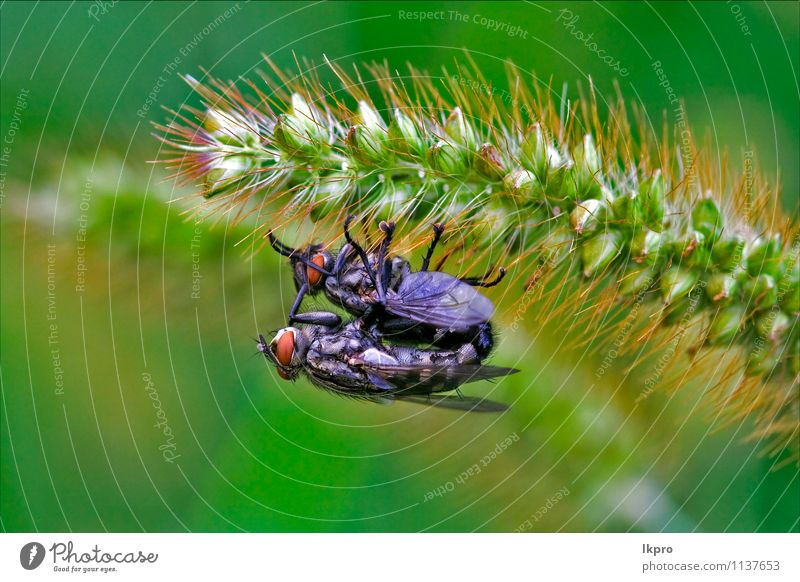 auf einer grünen Blume im Busch. Garten Natur Pflanze Blatt Behaarung Pfote Linie Blühend Liebe Sex braun grau rot schwarz weiß Farbe Diptera Calliphoridae