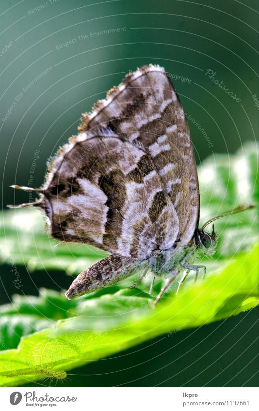 auf einem grünen Blatt im Busch. Sommer Garten Natur Pflanze Weiche Fluggerät Behaarung Schmetterling Pfote Linie Tropfen wild braun grau schwarz Farbe Flügel