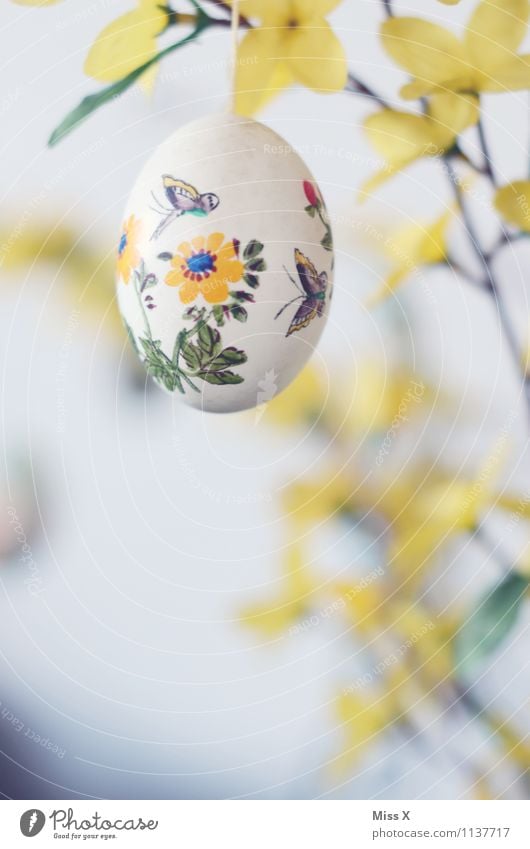 Früh dran Dekoration & Verzierung Ostern Frühling Blume Blüte Blühend gelb Osterei Ei bemalt Freizeit & Hobby Schmetterling Meisen Farbfoto mehrfarbig