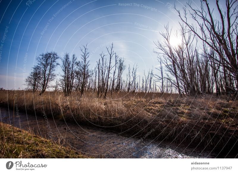 Kanallandschaft Umwelt Natur Landschaft Wasser Himmel Wolkenloser Himmel Sonne Frühling Schönes Wetter Pflanze Baum Gras Wiese Feld Bach achtsam Gelassenheit