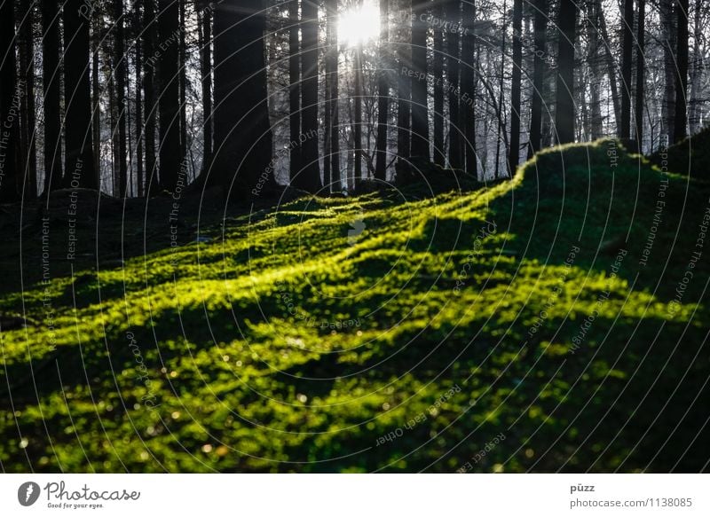 Ohne Moos nix los Umwelt Natur Landschaft Pflanze Erde Sonne Sonnenlicht Baum Wald Holz dunkel natürlich wild grün schwarz Traurigkeit Trauer Einsamkeit