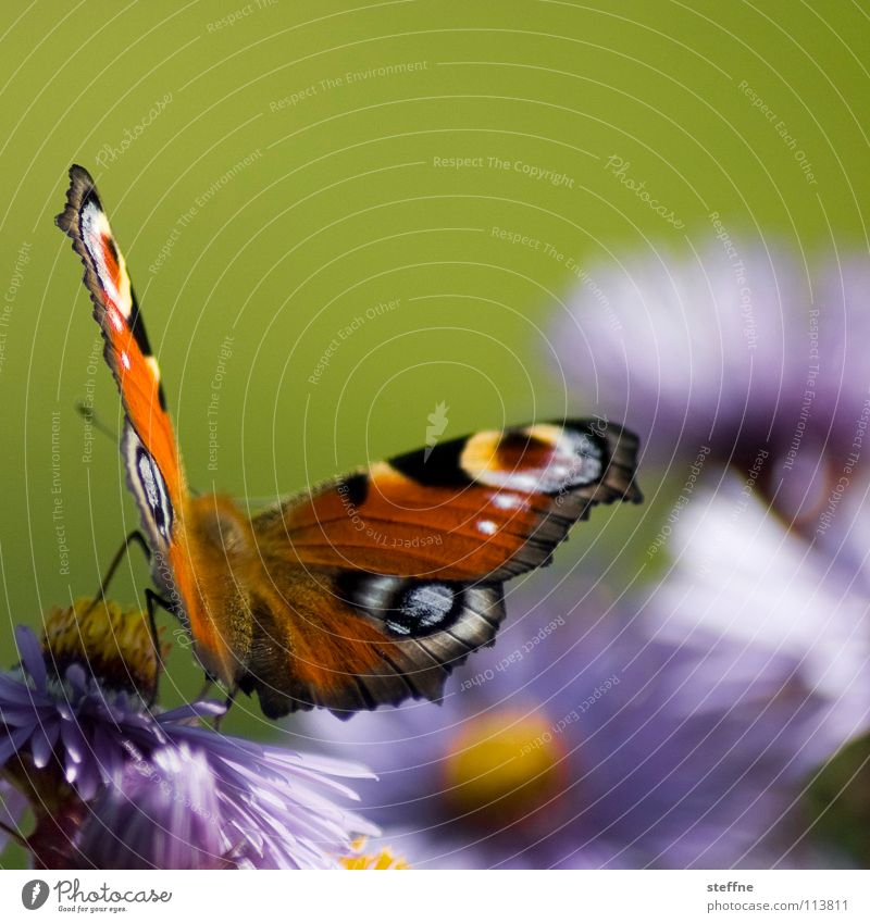 Mach nen Abflug! Schmetterling Wiese Blume Blüte Pflanze Gerbera violett gelb rot weiß schwarz mehrfarbig Sommer Insekt Abheben Physik gehen Kurvenlage