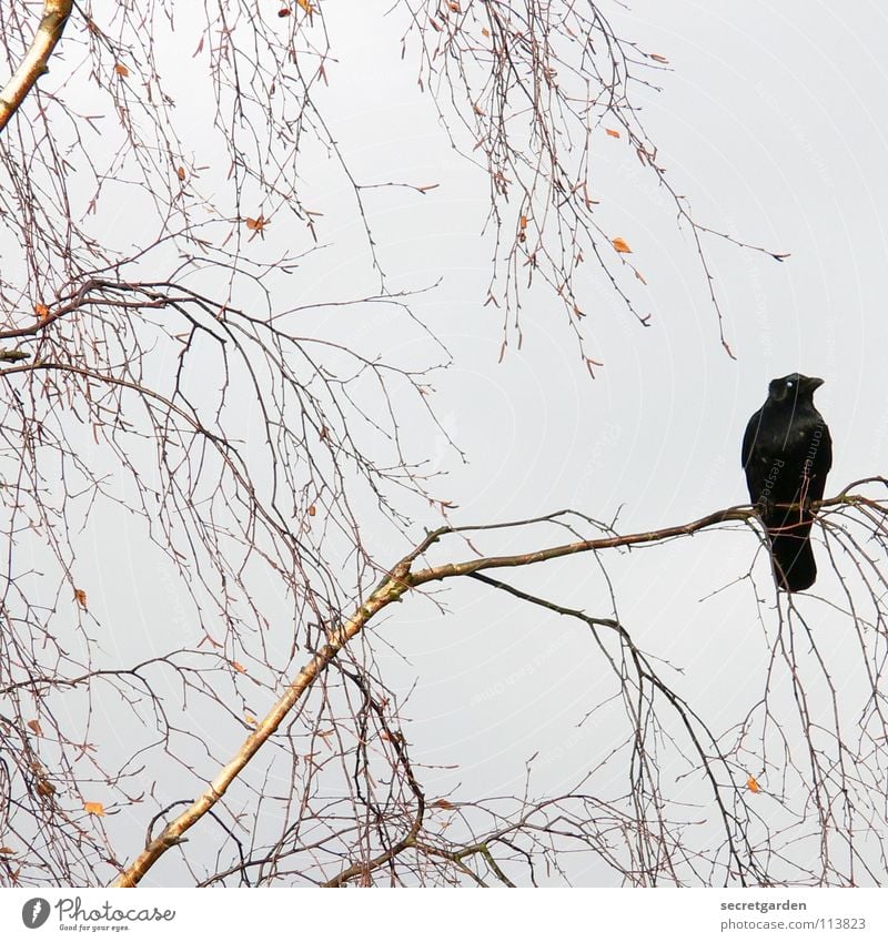 krâwa (althochdeutsch), quadrat Krähe Rabenvögel Vogel Baum Blatt laublos Winter Herbst hocken hockend Raum schlechtes Wetter Wolken ruhig Erholung Trauer