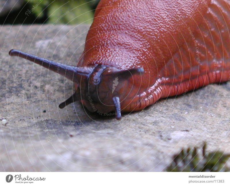 Schleimer Fühler schleimig langsam krabbeln grau braun nah feucht nass Ekel Schnecke Haut Ernährung slow Stein close glibber