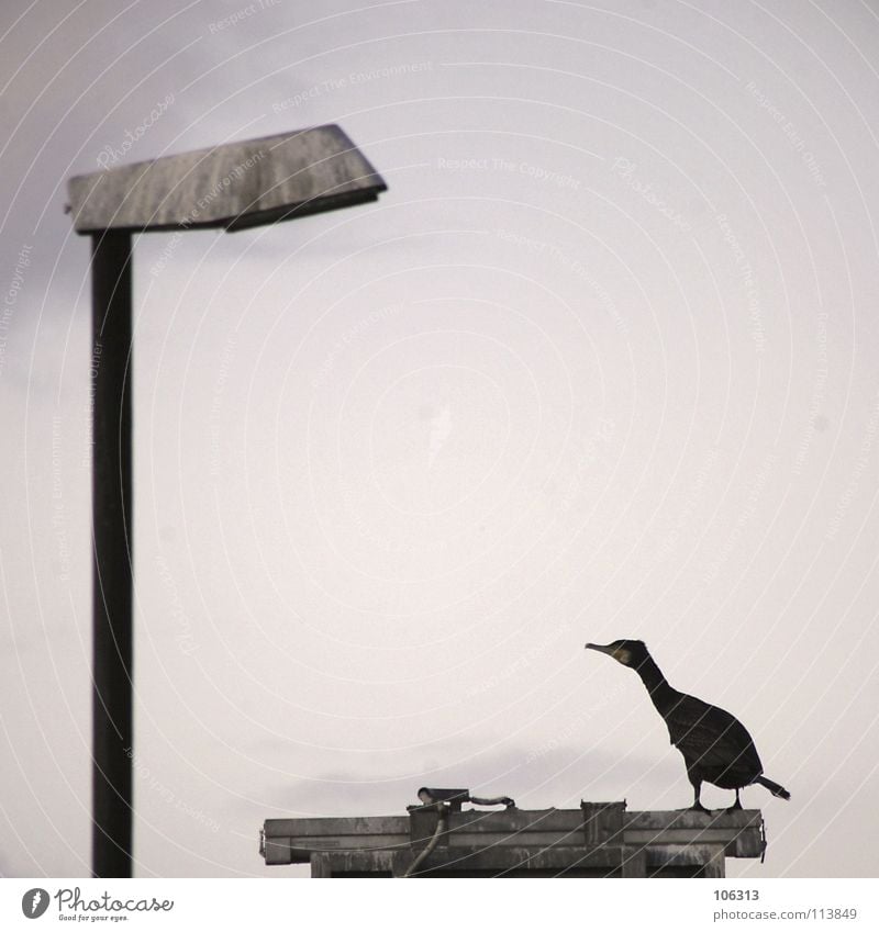 MY FRIEND IS A LAMP Lampe Vogel Kormoran schwarz See Meer Bremen stehen Natur Lebensraum Mitarbeiter 2 Packung Einsamkeit zuwenden schützend bedrohlich Mut