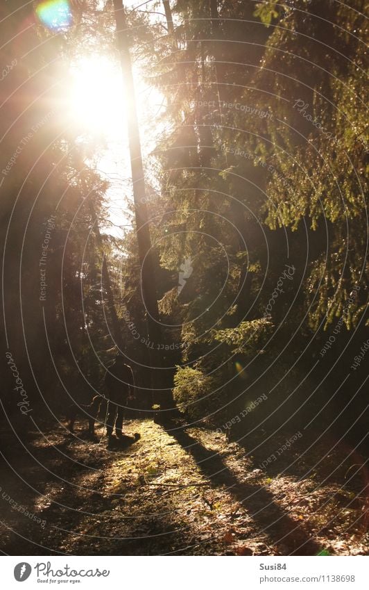 Spaziergang in der Sonne Mensch Junger Mann Jugendliche 1 30-45 Jahre Erwachsene Natur Pflanze Sonnenlicht Frühling Schönes Wetter Baum Fichte Kiefer