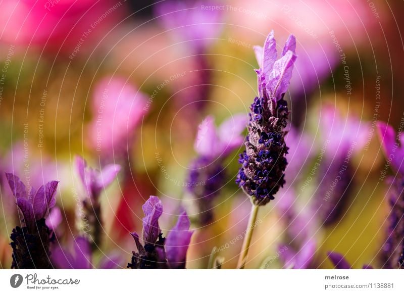 Lavendelduft in der Luft elegant Stil Valentinstag Muttertag Geburtstag Natur Pflanze Frühling Blume Blüte Wildpflanze Blütenstiel Garten Lavendelblütenwiese