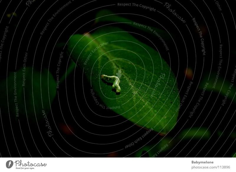 Raupi und sein Zuhause Blatt grün Tier Frühling Insekt krabbeln Griechen Fressen gelb Raupe Wohlgefühl Ernährung Natur Garten Ast verpuppen