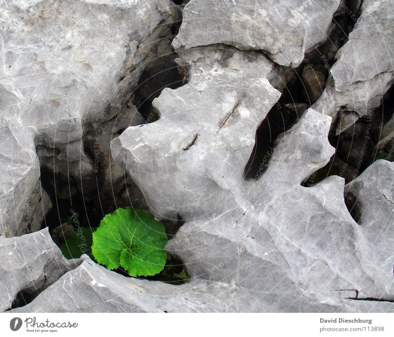 Das umschlossene Blatt grün eckig porös Lebewesen Sauerstoff Kohlendioxid Pflanze groß Verschiedenheit grau Berge u. Gebirge Stein Felsen Riss Feste & Feiern