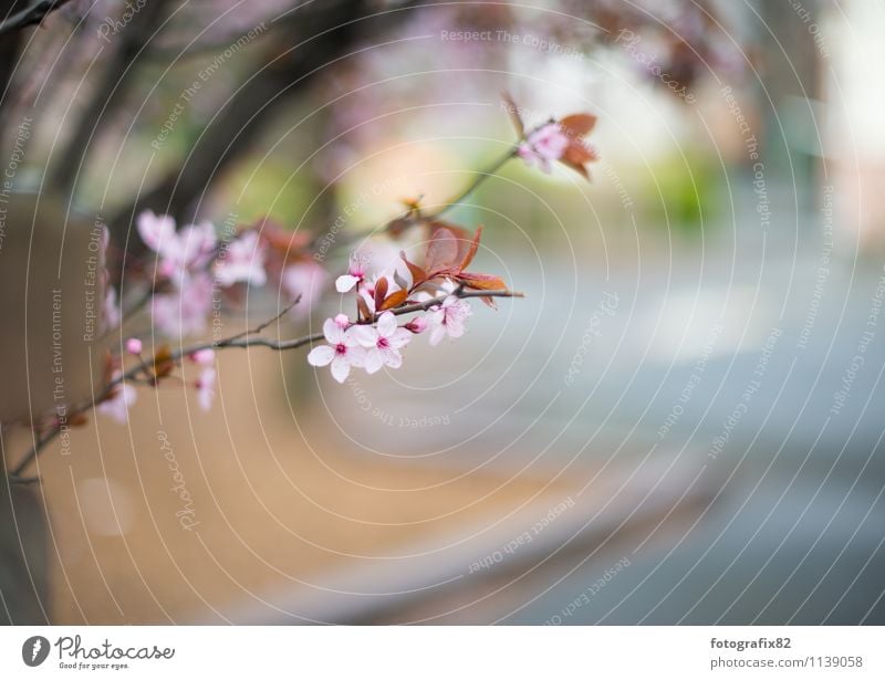 frankfurter blume. Natur Pflanze Frühling Blume Blatt Blüte Stimmung Ast Blütenknospen Blütenpflanze rosa Stadtzentrum Unschärfe Makroaufnahme Farbfoto