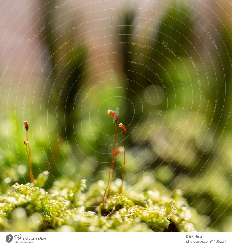 Waldboden IV Umwelt Natur Frühling grün bizarr exotisch Grünpflanze Teppich Moos Moosteppich weich nah frisch träumen klein winzig ästhetisch mystisch