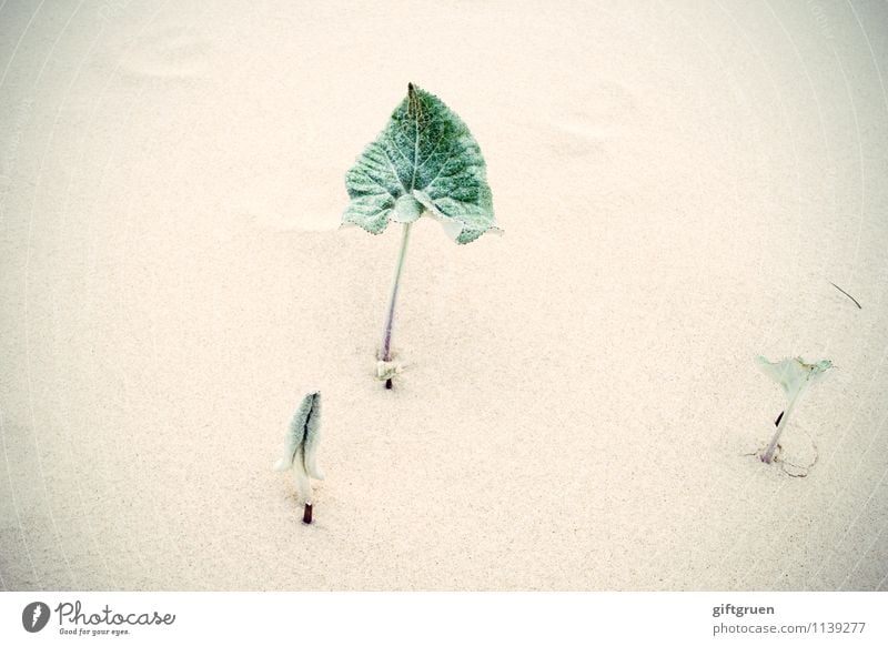 i hardly ever thought of flowers Umwelt Natur Pflanze Urelemente Sand Blatt Grünpflanze Küste Strand Wachstum Düne Sandstrand karg Blattgrün Widerstandskraft