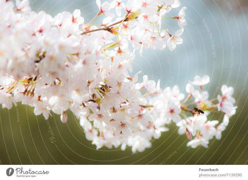 Anflug Natur Pflanze Tier Luft Frühling Schönes Wetter Baum Blüte Kirschbaum Garten Park Biene 1 fliegen genießen Freundlichkeit hell natürlich rosa weiß Glück