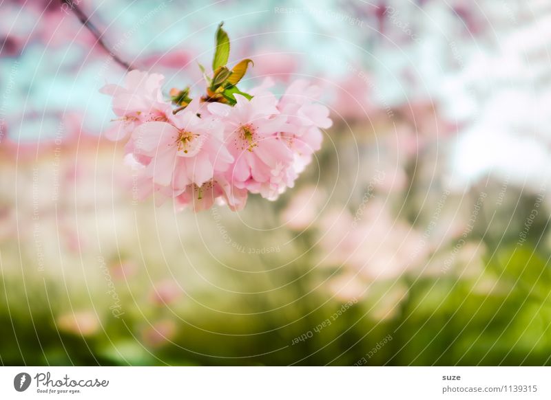 Das war nur ein Moment Glück schön Gesundheit Gesundheitswesen Alternativmedizin Zufriedenheit Duft feminin Umwelt Natur Himmel Frühling Schönes Wetter Baum